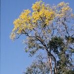 Handroanthus serratifolius Vekstform