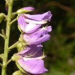 Desmodium cuspidatum Flor