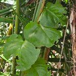 Anredera cordifolia Feuille