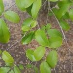 Plinia cauliflora Blatt