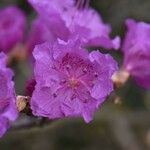 Rhododendron mucronulatum Õis