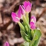 Centaurium tenuiflorum Blomma