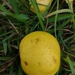 Malus domestica ᱡᱚ