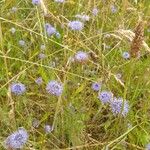 Jasione montanaFlower