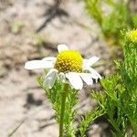 Anthemis cotula Flor