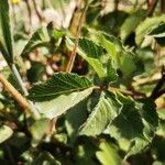 Rubus albiflorus Blatt