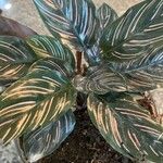 Calathea sanderiana Hoja