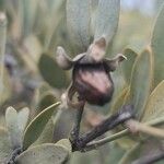 Simmondsia chinensis Φρούτο