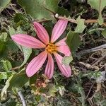 Mutisia oligodon Flor