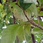 Byrsonima verbascifolia Fruit