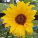 Helianthus petiolaris Flower