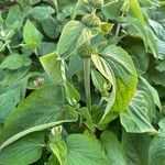 Phlomis russelianaBlatt