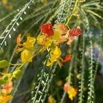 Parkinsonia aculeata Kukka