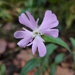 Silene noctiflora Virág