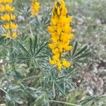 Lupinus luteus Blatt