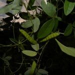Galactia striata पत्ता
