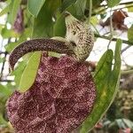 Aristolochia labiata Kvet