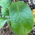 Viburnum nudum Leaf