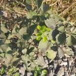 Dalbergia melanoxylon Хабит