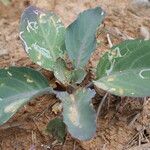 Brassica insularis Leaf