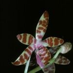 Phalaenopsis mariae Flor