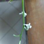 Lobelia dortmanna Çiçek