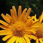 Buphthalmum salicifolium Flor