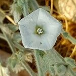 Convolvulus oxyphyllus Kwiat