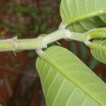 Perebea guianensis 葉
