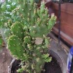 Opuntia monacantha 葉