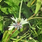 Centaurea cyanus Blomst