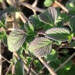 Lantana montevidensis Лист