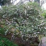 Rhododendron oreodoxa Habit