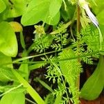 Orlaya grandiflora 葉