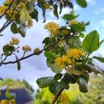 Azara serrata ফুল