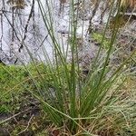 Juncus conglomeratus Folha