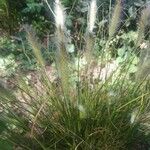 Pennisetum alopecuroides Kvet