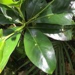 Corynocarpus laevigatus Folha