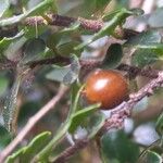 Azara microphylla Плод