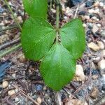 Pueraria montana Blad