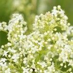 Galium rubioides Кветка