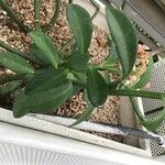 Euphorbia neococcinea Habit
