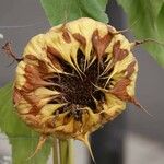 Helianthus petiolaris Altul/Alta