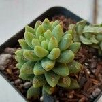 Sedum morganianum Leaf