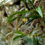 Angraecum obversifolium 花