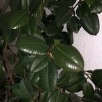 Ficus elasticaLeaf