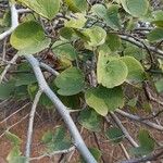 Bauhinia galpinii Blatt