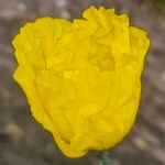 Papaver cambricum Flower