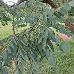 Dalbergia miscolobium Blatt