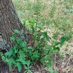 Scrophularia nodosa Habit